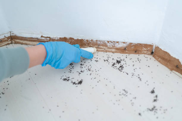 Best Affordable Pest Control Services  in Harvey, MI
